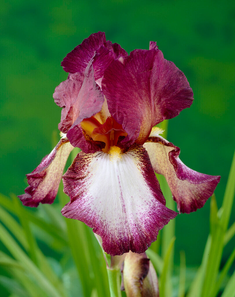 Tysk iris-Iris Germanica Crinoline 1-pakning
